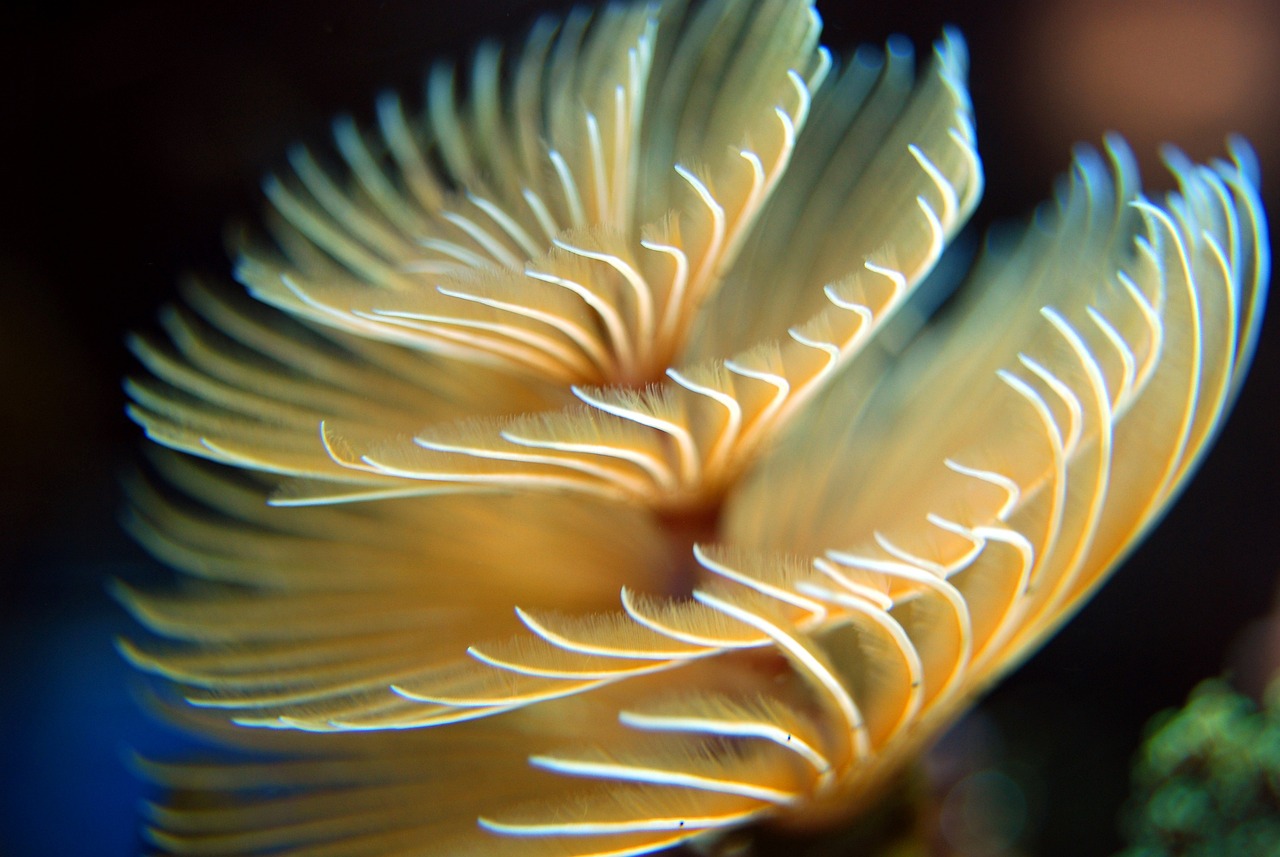 How to Establish an Eco-Friendly Worm Farm in Your Backyard